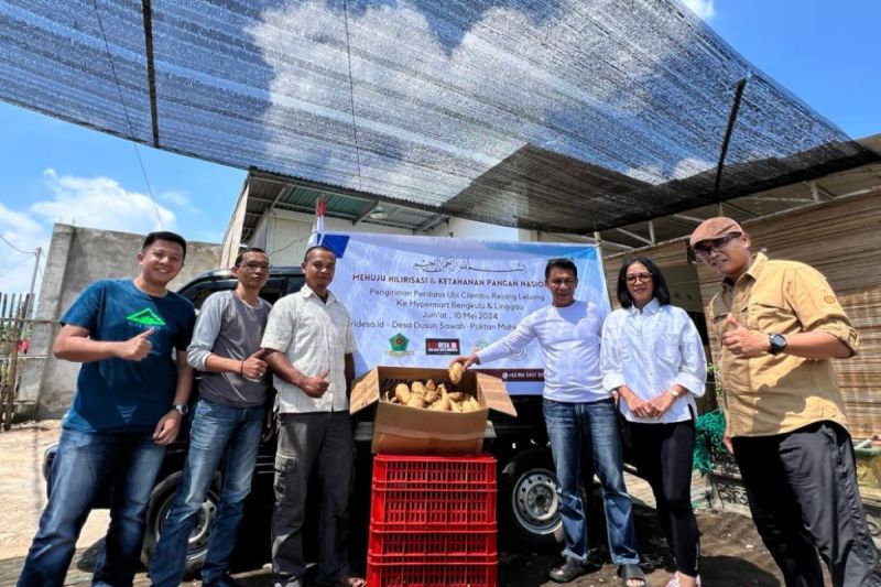 Ubi Cilembu asal Rejang Lebong berhasil tembus pasar supermarket