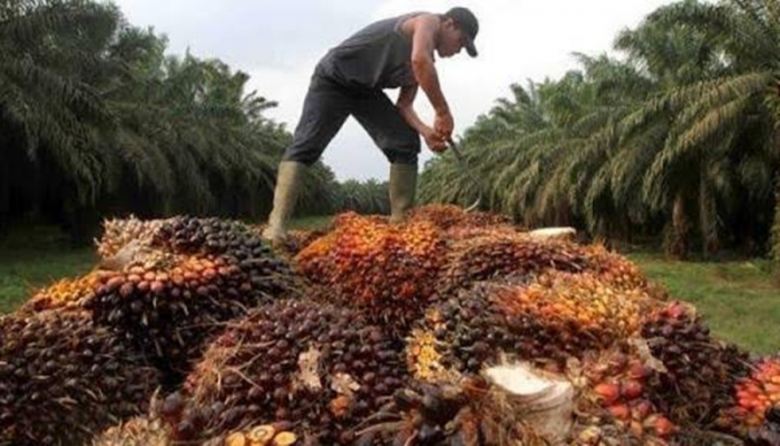 Respon aduan pencurian TBS kelapa sawit, Polda Kalteng bentuk Satgas PKS Respon aduan pencurian TBS kelapa sawit, Polda Kalteng bentuk Satgas PKS