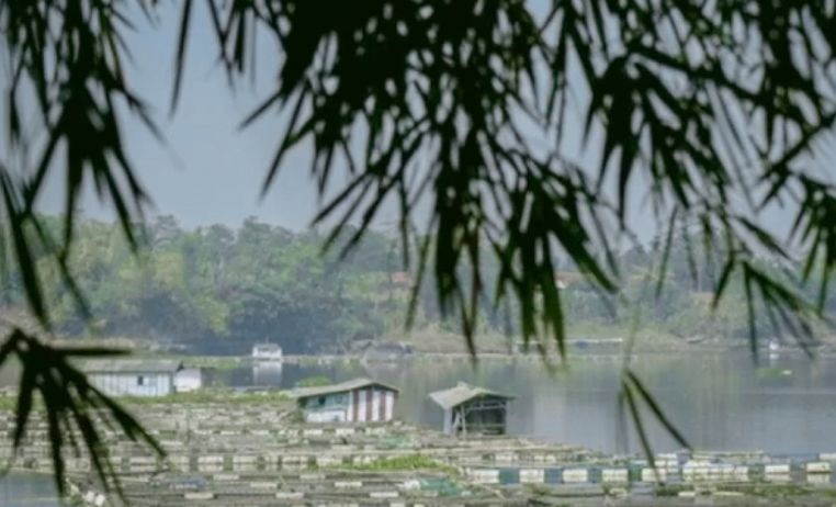 Purwakarta perkuat posisi sebagai daerah penghasil ikan air tawar Purwakarta perkuat posisi sebagai daerah penghasil ikan air tawar
