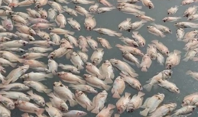 Ribuan kilogram ikan karamba Waduk Mulur Sukoharjo mati terdampak peralihan musim Ribuan kilogram ikan karamba Waduk Mulur Sukoharjo mati terdampak peralihan musim