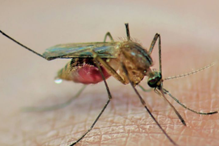Nyamuk ber-Wolbachia dapat kurangi peningkatan bahaya sampai 30 tahun Nyamuk ber-Wolbachia dapat kurangi peningkatan bahaya sampai 30 tahun