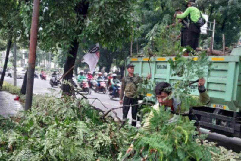 Pemkot Jakpus pangkas 10.885 pohon antisipasi tumbang saat hujan Pemkot Jakpus pangkas 10.885 pohon antisipasi tumbang saat hujan