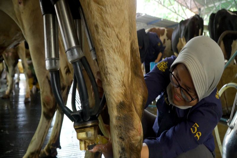 DP3 Sleman industri pengolahan susu serap susu dari peternak lokal DP3 Sleman industri pengolahan susu serap susu dari peternak lokal