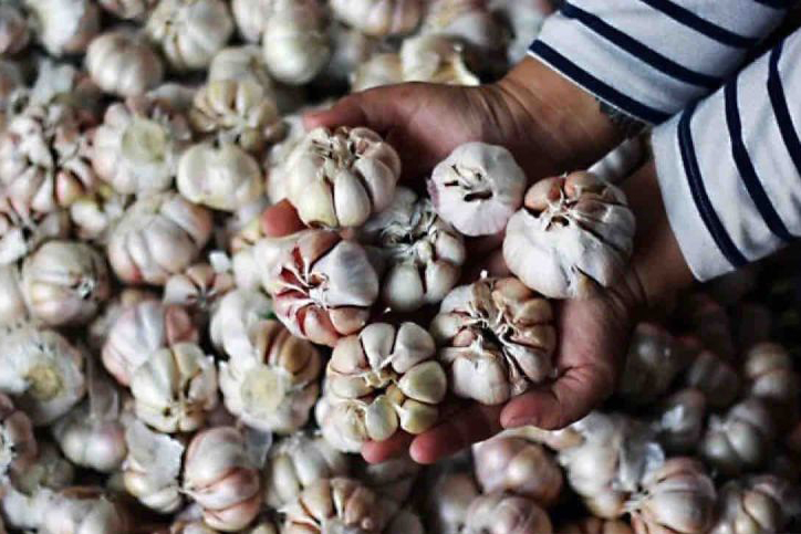 Harga bawang putih naik jadi Rp41.840 per kg pada Minggu Harga bawang putih naik jadi Rp41.840 per kg pada Minggu