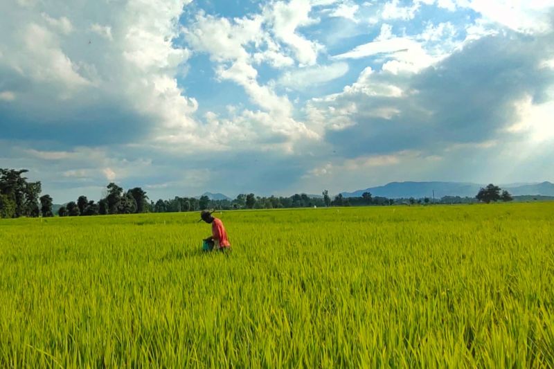 Upaya Lampung untuk mendukung program swasembada pangan nasional Upaya Lampung untuk mendukung program swasembada pangan nasional