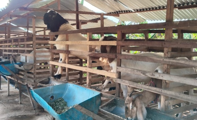 Makan dan minum susu gratis setiap hari di UMKM Keripik Cinta Langkat Makan dan minum susu gratis setiap hari di UMKM Keripik Cinta Langkat