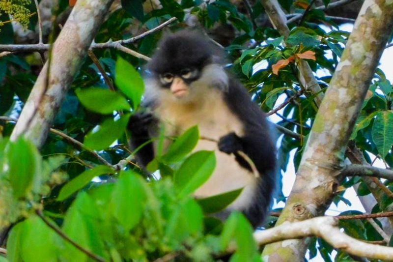 Kementerian Kehutanan RI rehabilitasi empat kekah Natuna Kementerian Kehutanan RI rehabilitasi empat kekah Natuna