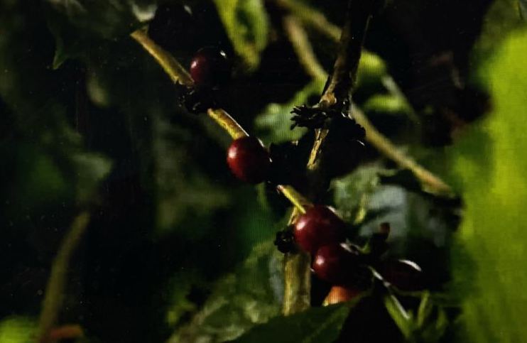 Masa depan kopi di Lembah Napu