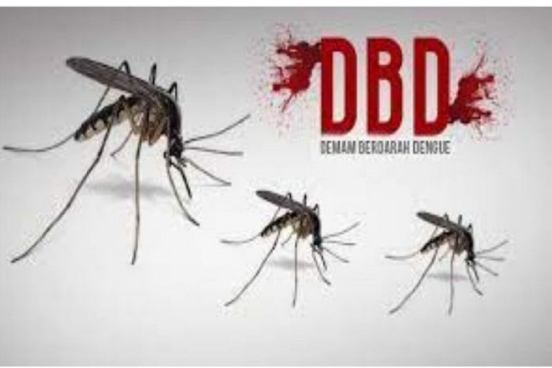 Dinkes Babel: 20 pasien DBD meninggal pada Januari-Oktober 2024 Dinkes Babel: 20 pasien DBD meninggal pada Januari-Oktober 2024