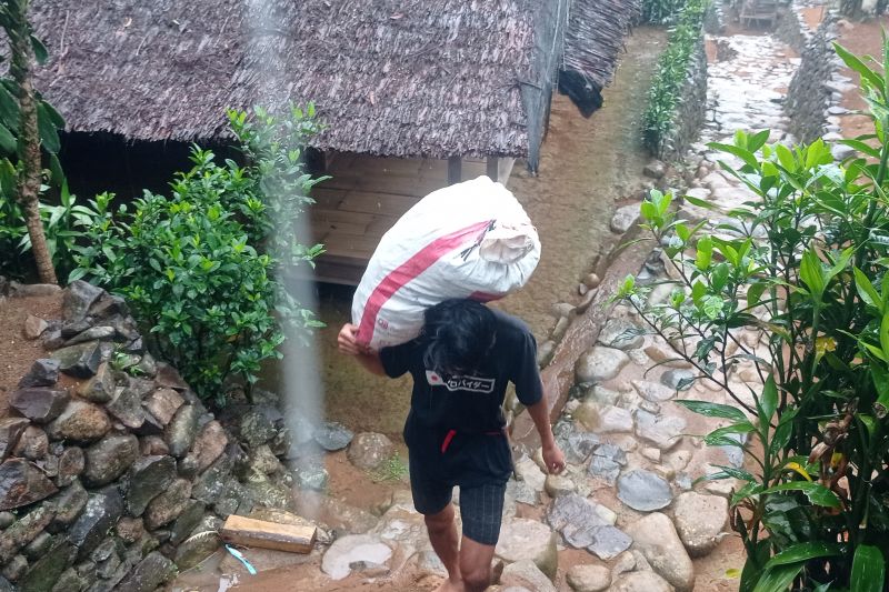 Petani Badui panen kencur tumbuhkan ekonomi