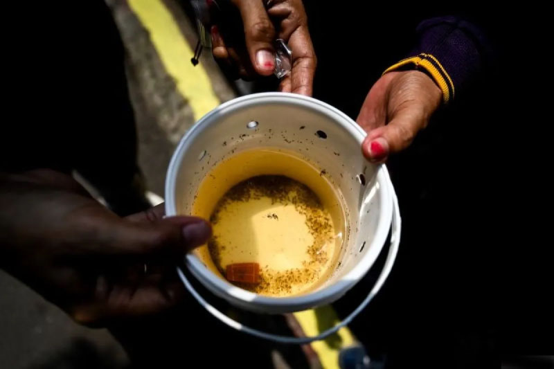 Implementasi nyamuk berwolbachia di Jakbar masih penggantian telur Implementasi nyamuk berwolbachia di Jakbar masih penggantian telur