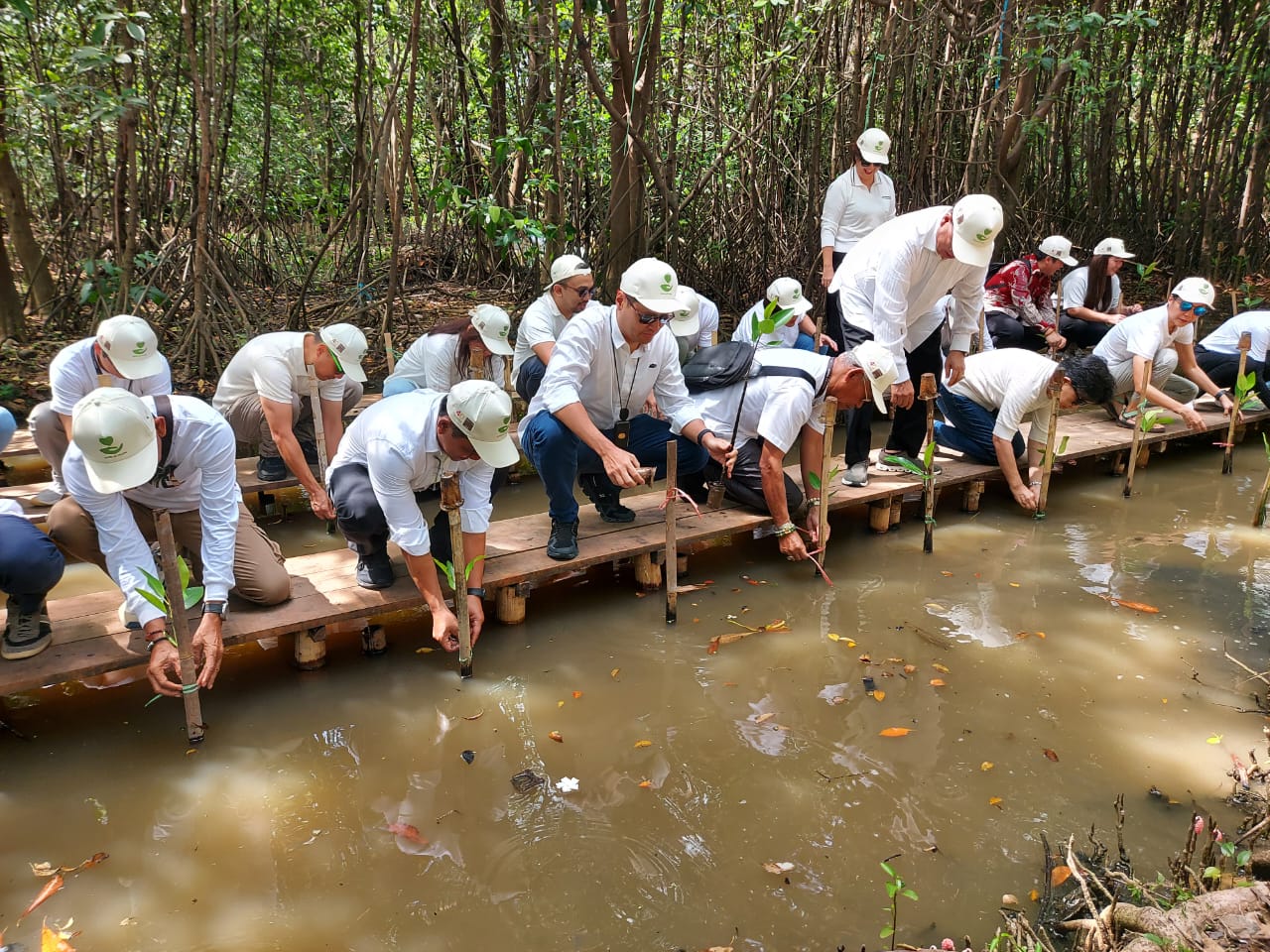 VIVERE Group tanam 1000 bibit mangrove di Ekowisata Mangrove