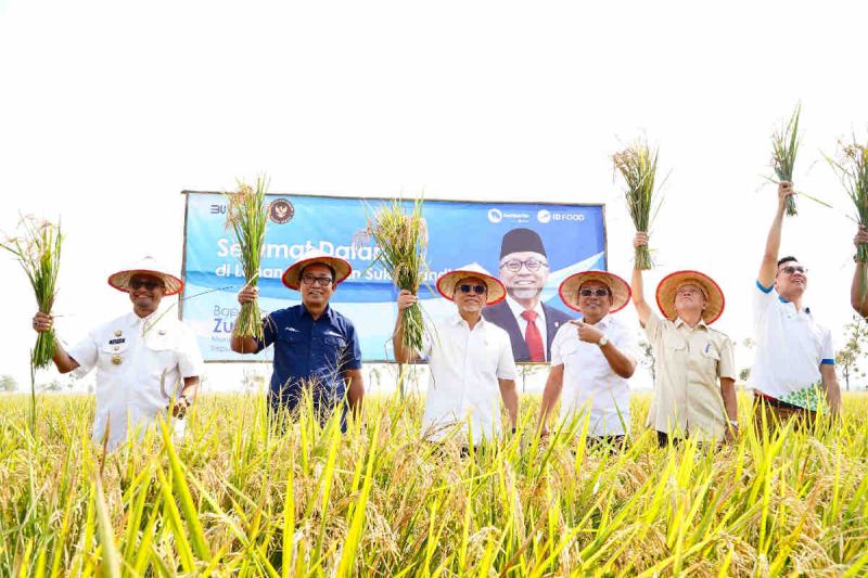 Bapanas dorong penggunaan bibit padi unggul untuk swasembada pangan Bapanas dorong penggunaan bibit padi unggul untuk swasembada pangan