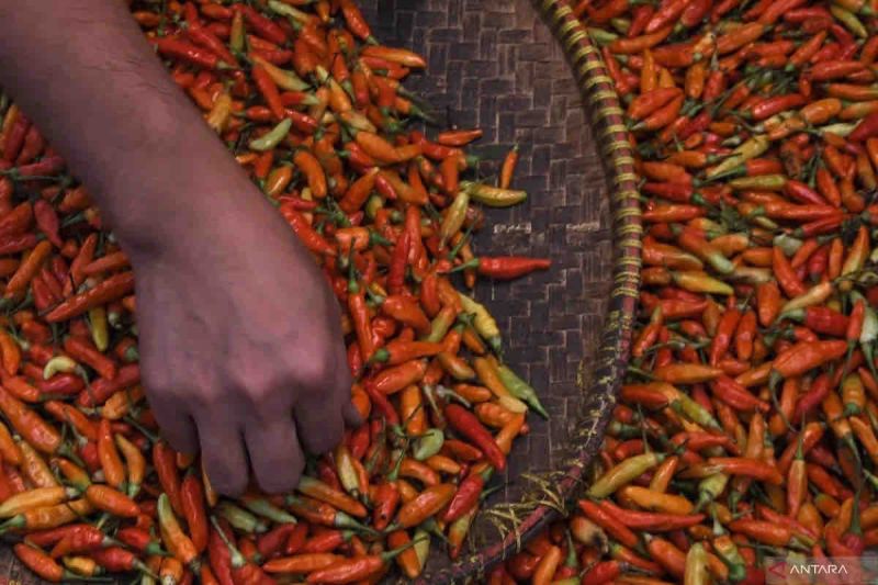 Harga cabai rawit di Senin pagi naik menjadi Rp43.940 per kg Harga cabai rawit di Senin pagi naik menjadi Rp43.940 per kg