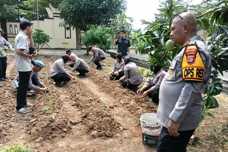 Polres Serang manfaatkan lahan kosong bantu jaga ketahanan pangan Polres Serang manfaatkan lahan kosong bantu jaga ketahanan pangan