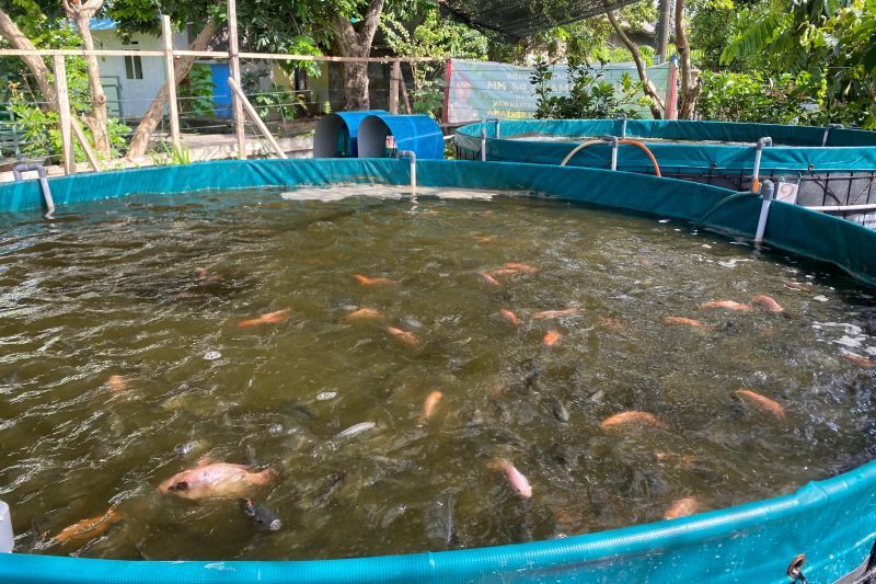 Mengisi masa pensiun dengan budi daya nila sistem bioflok Mengisi masa pensiun dengan budi daya nila sistem bioflok