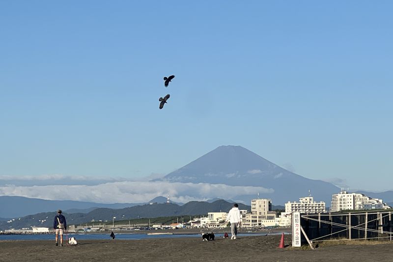Fenomena langka, Gunung Fuji masih tak bersalju hingga awal November Fenomena langka, Gunung Fuji masih tak bersalju hingga awal November