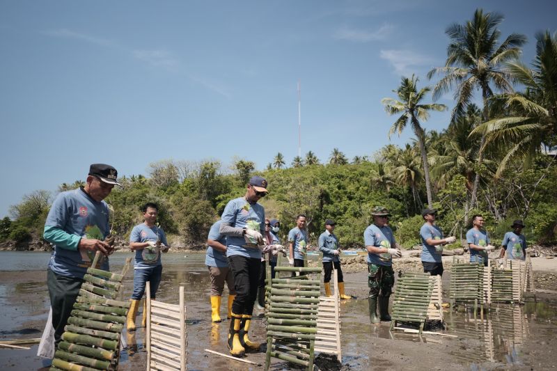 Pertamina tanam mangrove di pantai Desa Tongo