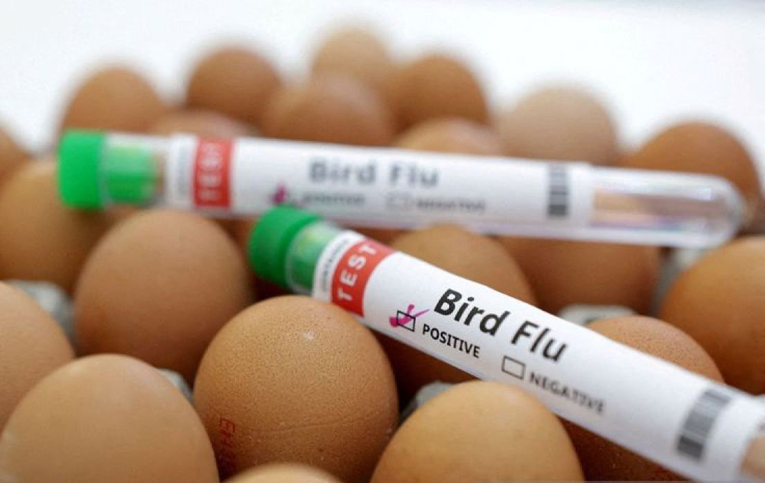 Wabah flu burung pertama sejak Desember 2023 ditemukan di Belanda