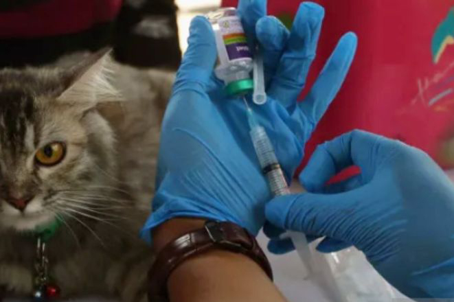 Pemkab Subang waspadai sebaran kasus rabies Pemkab Subang waspadai sebaran kasus rabies