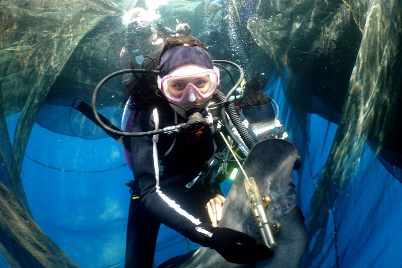 Konservasi Indonesia ajak Prilly pasang satelit ke hiu paus di teluk Saleh NTB Konservasi Indonesia ajak Prilly pasang satelit ke hiu paus di teluk Saleh NTB