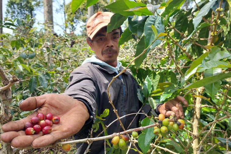 Produksi specialty coffee dari kebun Wanoja Coffee
