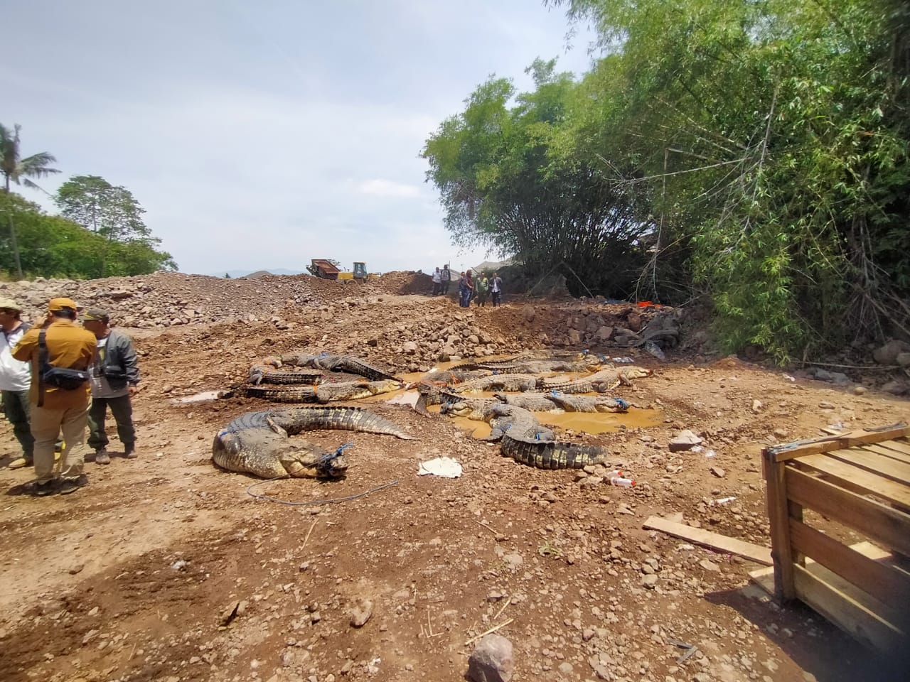 BKSDA: Tinggi debit air hambat evakuasi buaya lepas dari penangkaran di Cianjur