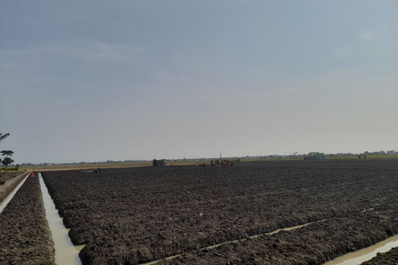 Provinsi Banten dukung pengembangan budi daya bawang merah Provinsi Banten dukung pengembangan budi daya bawang merah