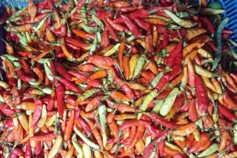 Harga pangan Rabu pagi, cabai rawit turun Rp3.230 jadi Rp42.270 per kg Harga pangan Rabu pagi, cabai rawit turun Rp3.230 jadi Rp42.270 per kg