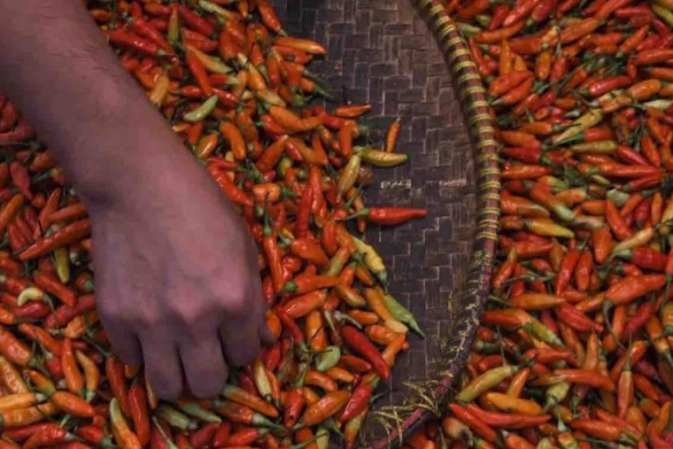 Harga cabai rawit naik Rp2.700 menjadi Rp48.670 per kg pada Minggu Harga cabai rawit naik Rp2.700 menjadi Rp48.670 per kg pada Minggu