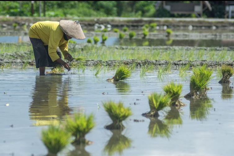 BMKG: Petani mesti cermat manfaatkan musim hujan panjang BMKG: Petani mesti cermat manfaatkan musim hujan panjang