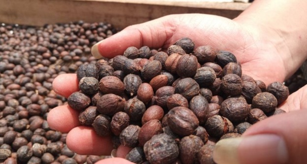 Mematri nama kopi Gunung Ciremai di kancah dunia Mematri nama kopi Gunung Ciremai di kancah dunia