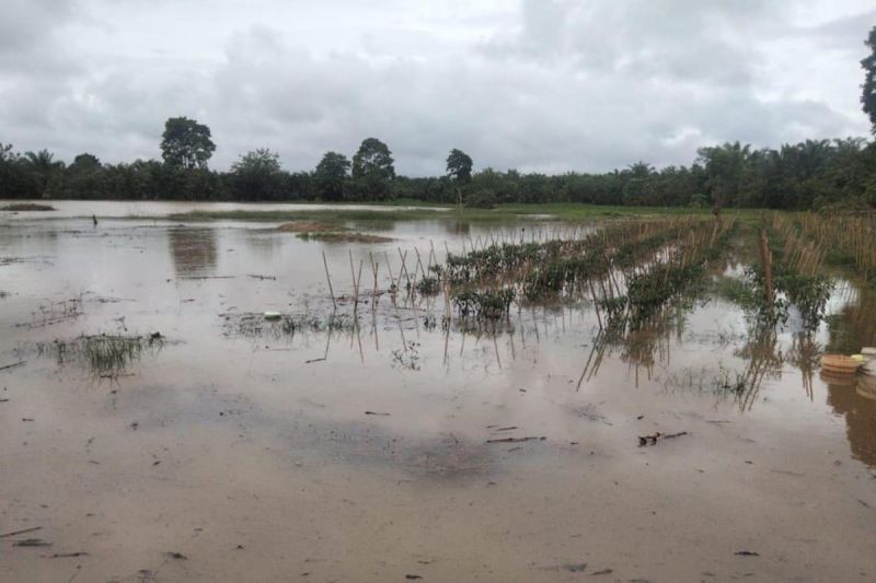 719 hektare lahan pertanian rusak akibat banjir di Aceh Selatan 719 hektare lahan pertanian rusak akibat banjir di Aceh Selatan