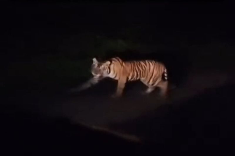 Tim gabungan pasang kamera jebak usai harimau serang manusia di Lambar Tim gabungan pasang kamera jebak usai harimau serang manusia di Lambar