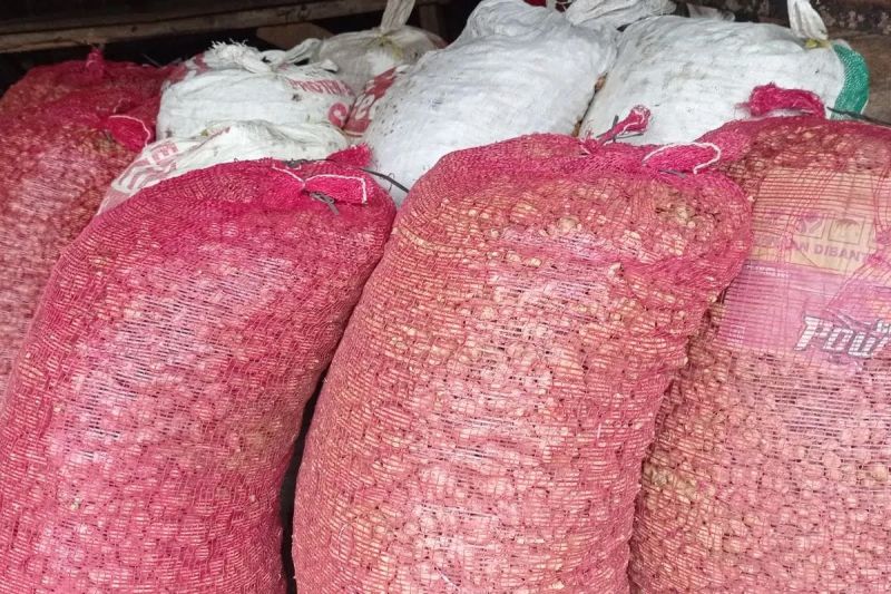 Harga kencur di Lebak naik hingga tembus Rp25 ribu perkilogram Harga kencur di Lebak naik hingga tembus Rp25 ribu perkilogram