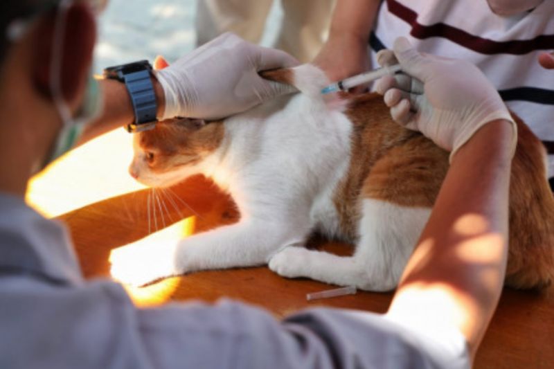 KPKP DKI kejar target vaksinasi rabies sebanyak 46.267 hewan pada 2024 KPKP DKI kejar target vaksinasi rabies sebanyak 46.267 hewan pada 2024