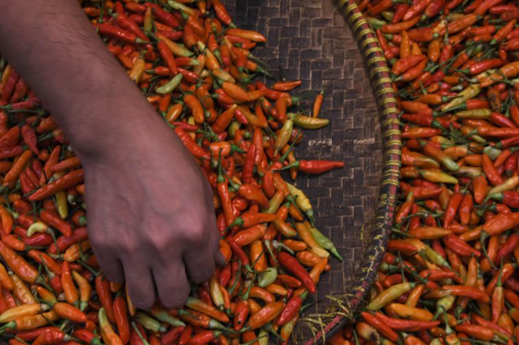 Harga cabai rawit merah terpantau naik jadi Rp46.310 per kg Harga cabai rawit merah terpantau naik jadi Rp46.310 per kg