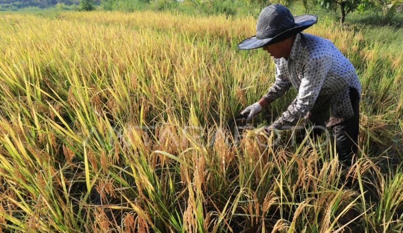Harga gabah di Bireuen tertinggi di Aceh capai Rp7.500 per kilogram