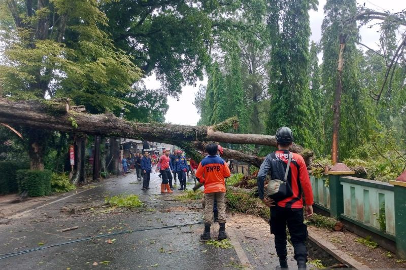 Petugas evakuasi pohon tumbang timpa pagar Mako Batalyon Armed 13