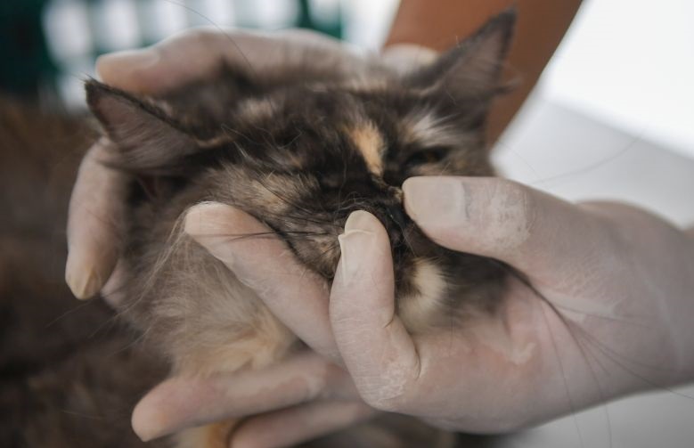 DKI sosialisasikan rabies ke warga untuk pertahankan bebas rabies DKI sosialisasikan rabies ke warga untuk pertahankan bebas rabies