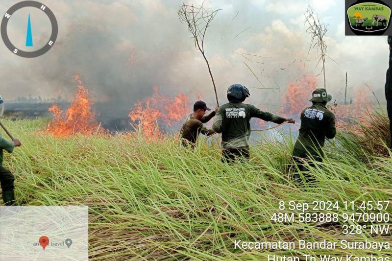 Kebakaran di Taman Nasional Way Kambas berhasil dipadamkan Kebakaran di Taman Nasional Way Kambas berhasil dipadamkan