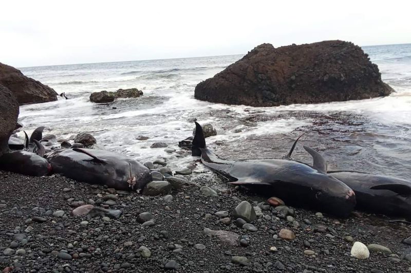 BKKPN cek kebenaran 50 ekor paus terdampar di Alor NTT