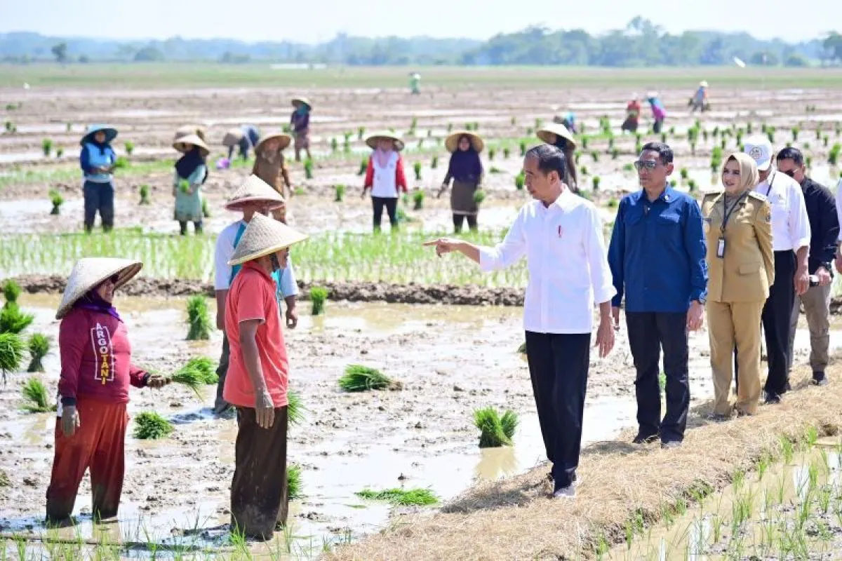 Presiden Jokowi menerima penghargaan dari FAO, pengamat: Indonesia belum mencapai swasembada pangan, beras saja masih impor Presiden Jokowi menerima penghargaan dari FAO, pengamat: Indonesia belum mencapai swasembada pangan, beras saja masih impor
