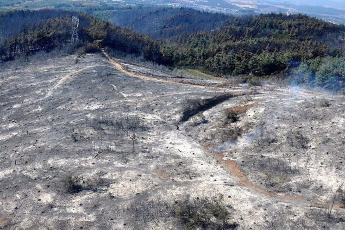 Pemukim ilegal Israel bakar kebun zaitun warga Palestina