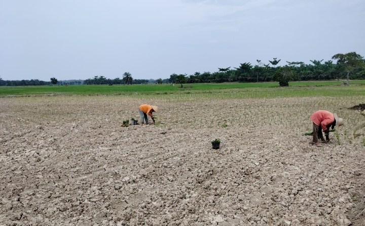 Langkat targetkan produksi beras 120 ribu ton dari 20 ribu hektare sawah Langkat targetkan produksi beras 120 ribu ton dari 20 ribu hektare sawah