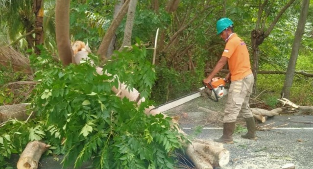 Puluhan pohon di Aceh Besar tumbang diterpa angin kencang Puluhan pohon di Aceh Besar tumbang diterpa angin kencang