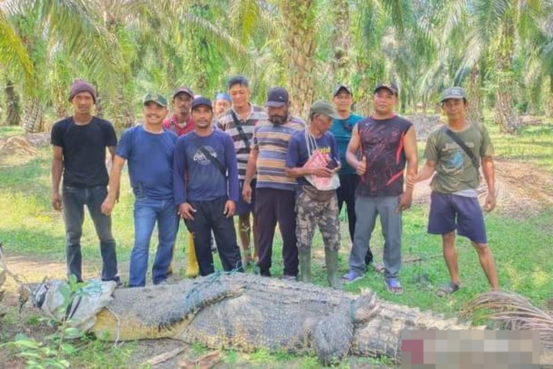 Warga Mukomuko tangkap buaya yang meresahkan Warga Mukomuko tangkap buaya yang meresahkan