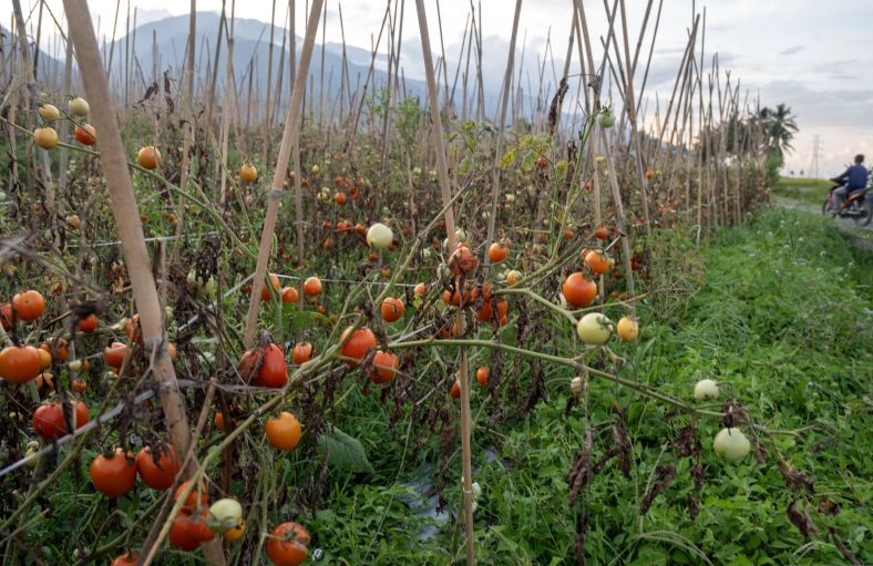 BRIN kembangkan biopestisida dan biostimulan ramah lingkungan BRIN kembangkan biopestisida dan biostimulan ramah lingkungan