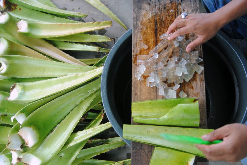 BRIN kembangkan riset tanaman lidah buaya untuk pencegahan stunting BRIN kembangkan riset tanaman lidah buaya untuk pencegahan stunting