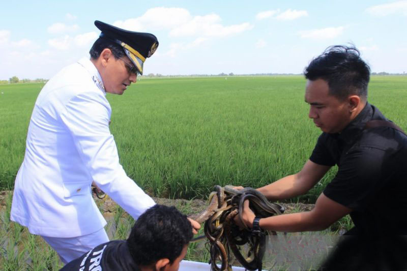 Bupati Indramayu targetkan lepasliarkan 10 ribu ular di sawah